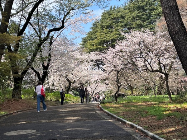 新宿御苑から明治神宮へお花見散歩